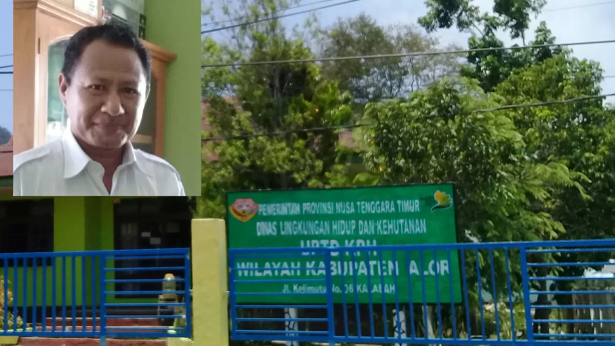 Perluas 350 Hektare Pohon Penghasil Minyak Kayu Putih Alor