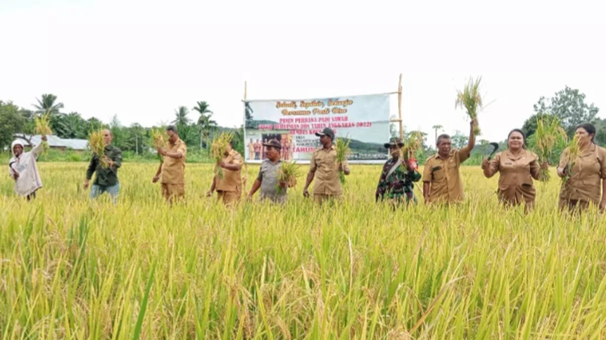 Panen Padi Bumdes Kalwasing, Kadistanbun Alor Harap Petani Contohi Babinsa