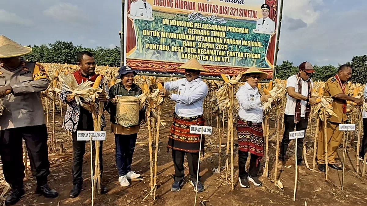 Kunker di Pantar Tengah, Bupati dan Wabup Alor Padat Kegiatan, dari Panen Jagung hingga Operasional Puskesmas Aramaba