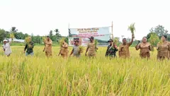 Panen Padi Bumdes Kalwasing, Kadistanbun Alor Harap Petani Contohi Babinsa